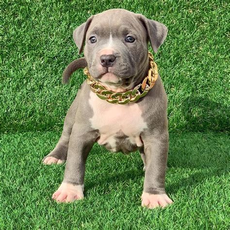 Source pearlthepitbull IG. . Blue nose pitbulls for sale